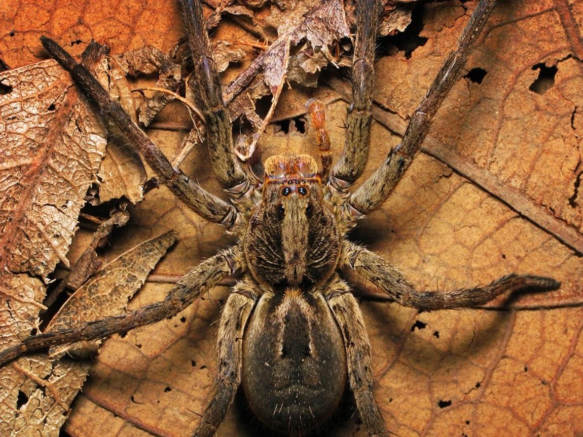 Aranha-dos-pés-pretos (Lycosa erythrognatha)
