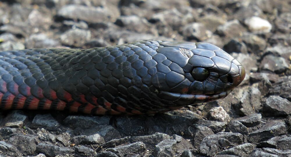 9 Cobras mais perigosas e venenosas do mundo 31