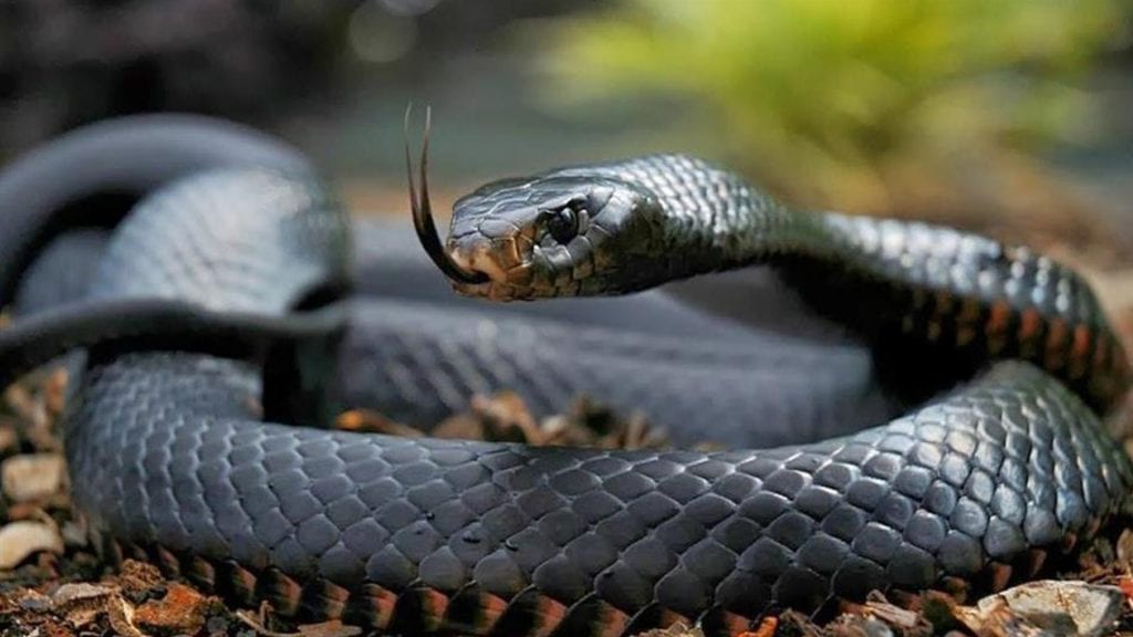 9 Cobras mais perigosas e venenosas do mundo 33
